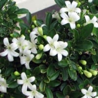 Orange jasmine in bloom
